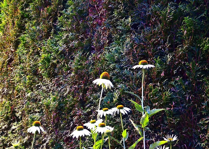 Penz 富尔普梅斯